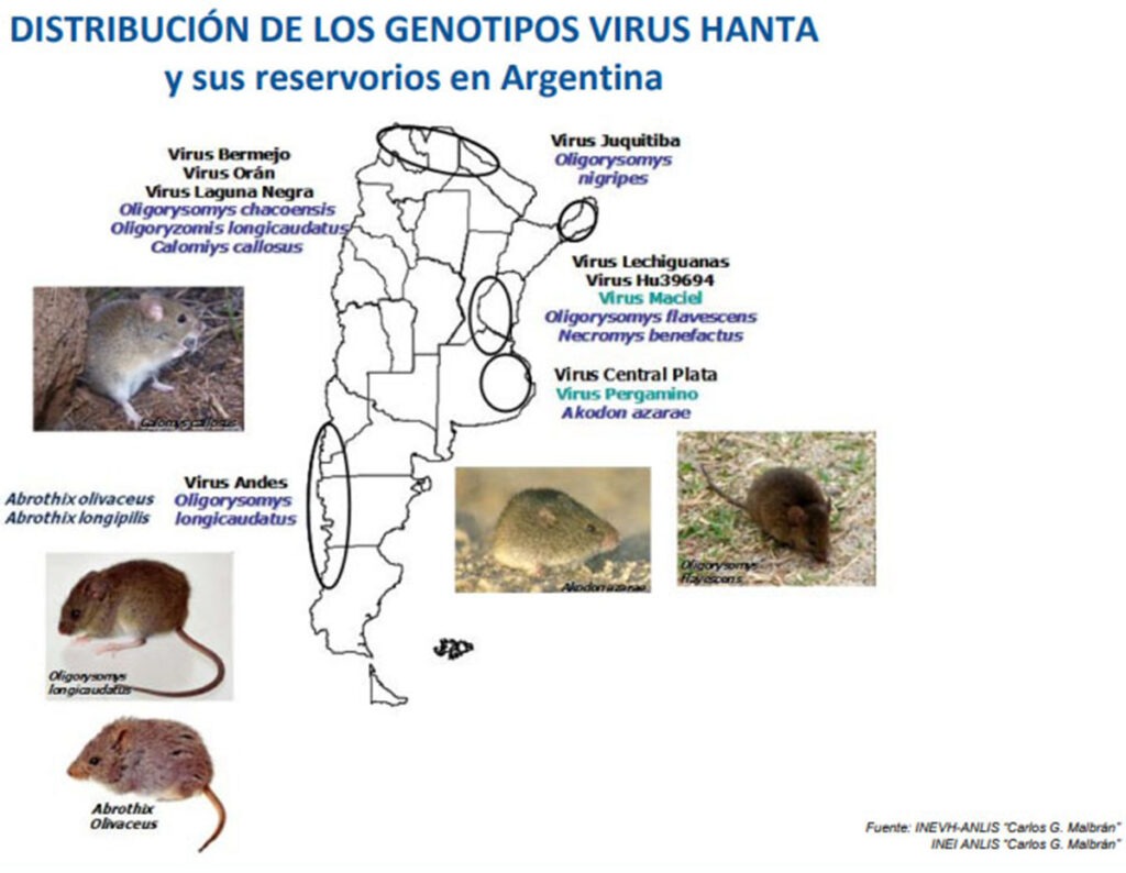 HANTAVIRUS TRANSMISIÓN, DIAGNÓSTICO, TRATAMIENTO Y MEDIDAS DE